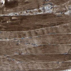 Invitrogen LSMEM1 Polyclonal Antibody 100 &mu;L; Unconjugated:Antibodies,
