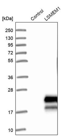 Invitrogen LSMEM1 Polyclonal Antibody 100 &mu;L; Unconjugated:Antibodies,