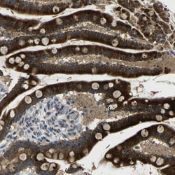 Invitrogen KIAA1024L Polyclonal Antibody 100 &mu;L; Unconjugated:Antibodies,