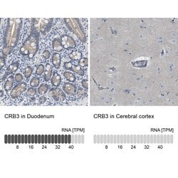 CRB3 Polyclonal Antibody, Invitrogen 100 &mu;L; Unconjugated:Antibodies,