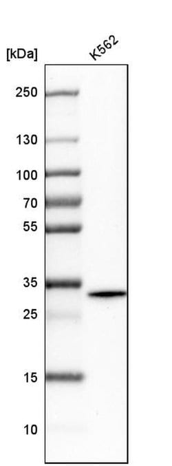 Invitrogen RHBDD1 Polyclonal Antibody 100 &mu;L; Unconjugated:Antibodies,