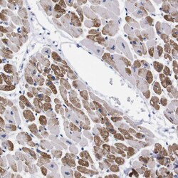 Invitrogen™ NEBL Polyclonal Antibody