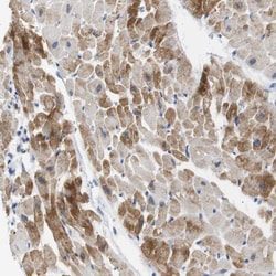Invitrogen NEBL Polyclonal Antibody 100 &mu;L; Unconjugated:Antibodies,