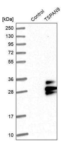 TSPAN9 Polyclonal Antibody, Invitrogen 100 &mu;L; Unconjugated:Antibodies,