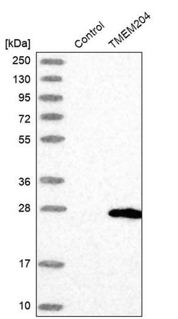 Invitrogen TMEM204 Polyclonal Antibody 100 &mu;L | Buy Online | Invitrogen&trade; | Fisher Scientific