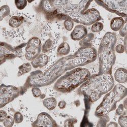 Invitrogen KANK4 Polyclonal Antibody 100 &mu;L; Unconjugated:Antibodies,