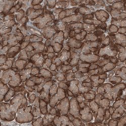 Invitrogen KANK4 Polyclonal Antibody 100 &mu;L; Unconjugated:Antibodies,
