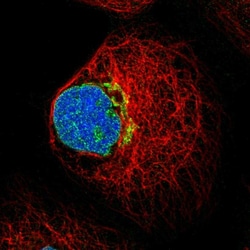 Invitrogen FUT11 Polyclonal Antibody 100 &mu;L; Unconjugated:Antibodies,