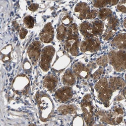 Invitrogen SYPL1 Polyclonal Antibody 100 &mu;L; Unconjugated:Antibodies,