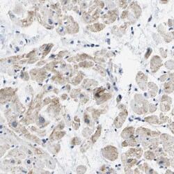 Invitrogen PTGIS Polyclonal Antibody 100 &mu;L; Unconjugated:Antibodies,