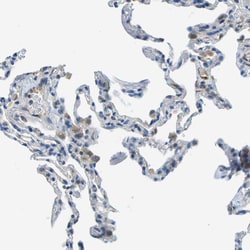 Invitrogen PTGIS Polyclonal Antibody 100 &mu;L; Unconjugated:Antibodies,