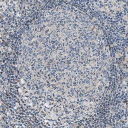 Invitrogen PTGIS Polyclonal Antibody 100 &mu;L; Unconjugated:Antibodies,