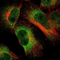 Invitrogen LNP Polyclonal Antibody 100 &mu;L; Unconjugated:Antibodies,