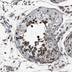 Invitrogen LNP Polyclonal Antibody 100 &mu;L; Unconjugated:Antibodies,