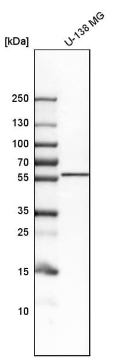 Invitrogen LNP Polyclonal Antibody 100 &mu;L; Unconjugated:Antikörper