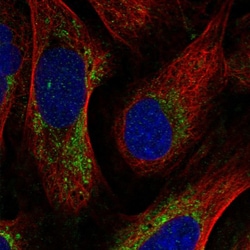 Invitrogen COX6C Polyclonal Antibody 100 &mu;L; Unconjugated:Antibodies,