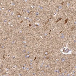 Invitrogen COX6C Polyclonal Antibody 100 &mu;L; Unconjugated:Antibodies,
