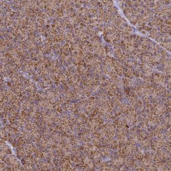 Invitrogen COX6C Polyclonal Antibody 100 &mu;L; Unconjugated:Antibodies,