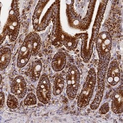 Invitrogen COX6C Polyclonal Antibody 100 &mu;L; Unconjugated:Antibodies,