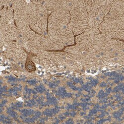 Invitrogen EGFL5 Polyclonal Antibody 100 &mu;L; Unconjugated:Antibodies,