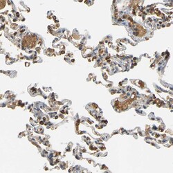 Invitrogen EGFL5 Polyclonal Antibody 100 &mu;L; Unconjugated:Antibodies,