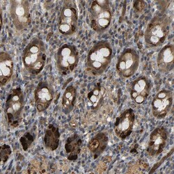 Invitrogen EGFL5 Polyclonal Antibody 100 &mu;L; Unconjugated:Antibodies,