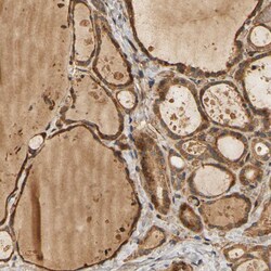 Invitrogen EGFL5 Polyclonal Antibody 100 &mu;L; Unconjugated:Antibodies,