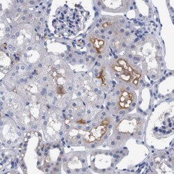 Invitrogen C18orf19 Polyclonal Antibody 100 &mu;L; Unconjugated:Antibodies,