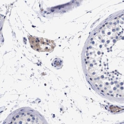 Invitrogen C18orf19 Polyclonal Antibody 100 &mu;L; Unconjugated:Antibodies,
