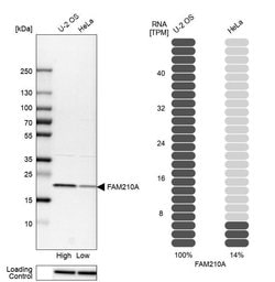 Invitrogen C18orf19 Polyclonal Antibody 100 &mu;L; Unconjugated:Antibodies,