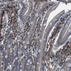 Invitrogen FUT2 Polyclonal Antibody 100 &mu;L; Unconjugated:Antibodies,