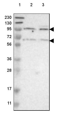 Invitrogen CDH18 Polyclonal Antibody 100 &mu;L; Unconjugated:Antibodies,