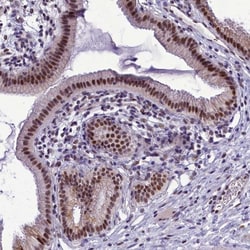 Invitrogen CEACAM19 Polyclonal Antibody 100 &mu;L; Unconjugated:Antibodies,