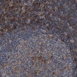 Invitrogen GIMAP8 Polyclonal Antibody 100 &mu;L; Unconjugated:Antibodies,