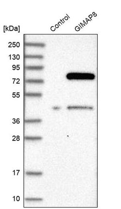 Invitrogen GIMAP8 Polyclonal Antibody 100 &mu;L; Unconjugated:Antibodies,