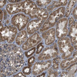 Invitrogen TMEM143 Polyclonal Antibody 100 &mu;L; Unconjugated:Antibodies,