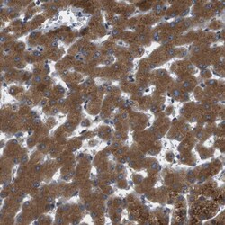 Invitrogen TMEM143 Polyclonal Antibody 100 &mu;L; Unconjugated:Antibodies,