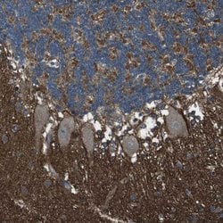 Invitrogen GSG1L Polyclonal Antibody 100 &mu;L; Unconjugated:Antibodies,