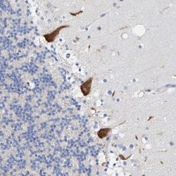 TMEM126B Polyclonal Antibody, Invitrogen 100 &mu;L; Unconjugated:Antibodies,