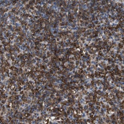 Invitrogen CD300c Polyclonal Antibody 100 &mu;L; Unconjugated:Antibodies,