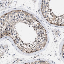 Invitrogen KIAA0355 Polyclonal Antibody 100 &mu;L; Unconjugated:Antibodies,