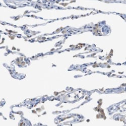 Invitrogen MARCH1 Polyclonal Antibody 100 &mu;L; Unconjugated:Antibodies,