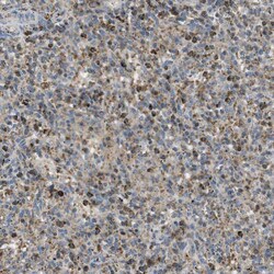 Invitrogen MARCH1 Polyclonal Antibody 100 &mu;L; Unconjugated:Antibodies,