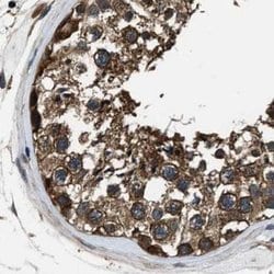 Invitrogen ARHGEF11 Polyclonal Antibody 100 &mu;L; Unconjugated:Antibodies,