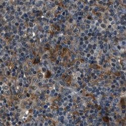Invitrogen ARHGEF11 Polyclonal Antibody 100 &mu;L; Unconjugated:Antibodies,