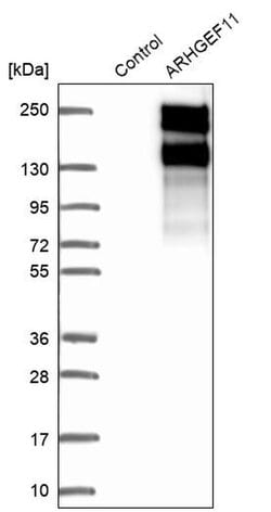Invitrogen ARHGEF11 Polyclonal Antibody 100 &mu;L; Unconjugated:Antibodies,