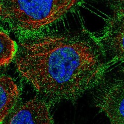 Invitrogen ZDHHC5 Polyclonal Antibody 100 &mu;L; Unconjugated:Antibodies,