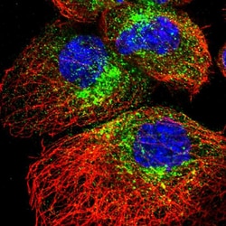 Invitrogen SCAMP2 Polyclonal Antibody 100 &mu;L; Unconjugated:Antibodies,