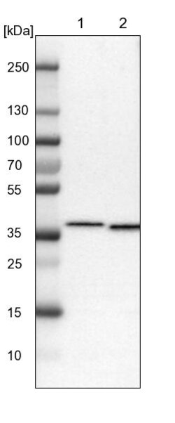 Invitrogen SCAMP2 Polyclonal Antibody 100 &mu;L | Buy Online | Invitrogen&trade; | Fisher Scientific
