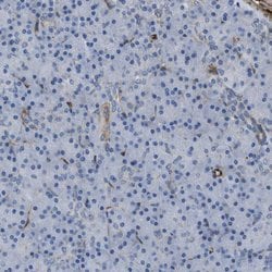 Invitrogen EMP2 Polyclonal Antibody 100 &mu;L; Unconjugated:Antibodies,